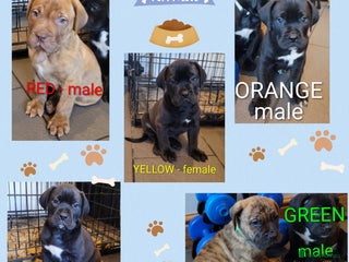 Mixed Breed dogs READY Monday 22nd - Advert 4
