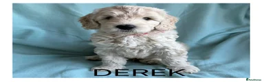 Mixed Breed Puppy 1