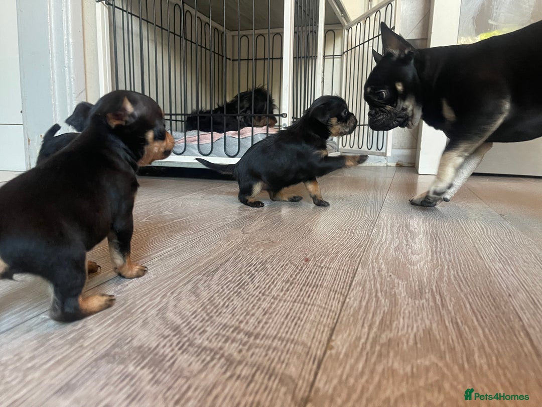 Mixed Breed dogs for sale: Jackapoo/French bulldog  - Advert 11