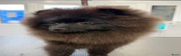 Pomeranian dogs for sale: Stunning black Pomeranian excellent temperament  in St. Neots - Advert 5