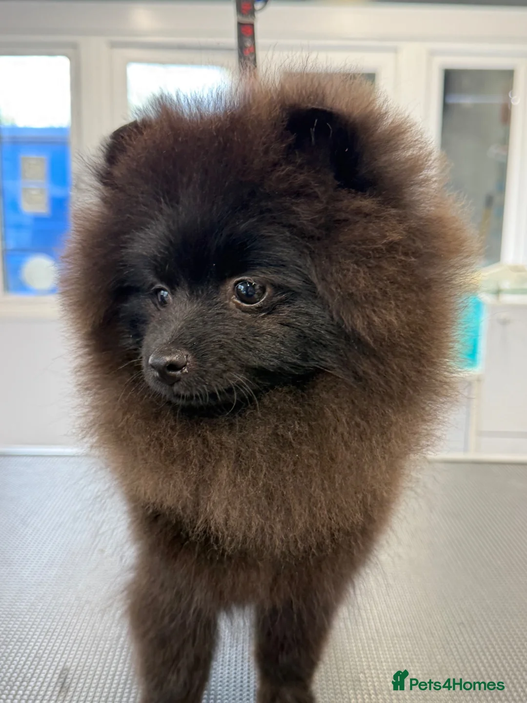 Pomeranian dogs for sale: Stunning black Pomeranian excellent temperament  in St. Neots - Advert 5