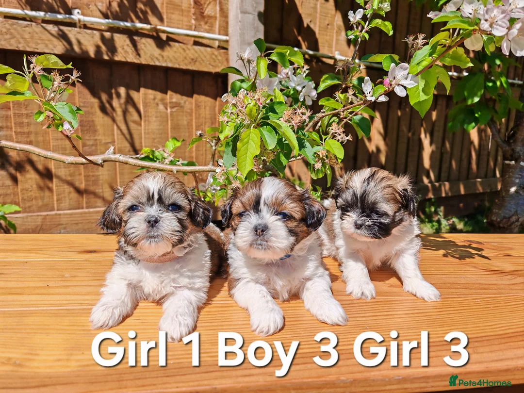 Shih Tzu dogs for sale: 💕 Adorable pure bred Shih Tzu puppies 💖  - Advert 1