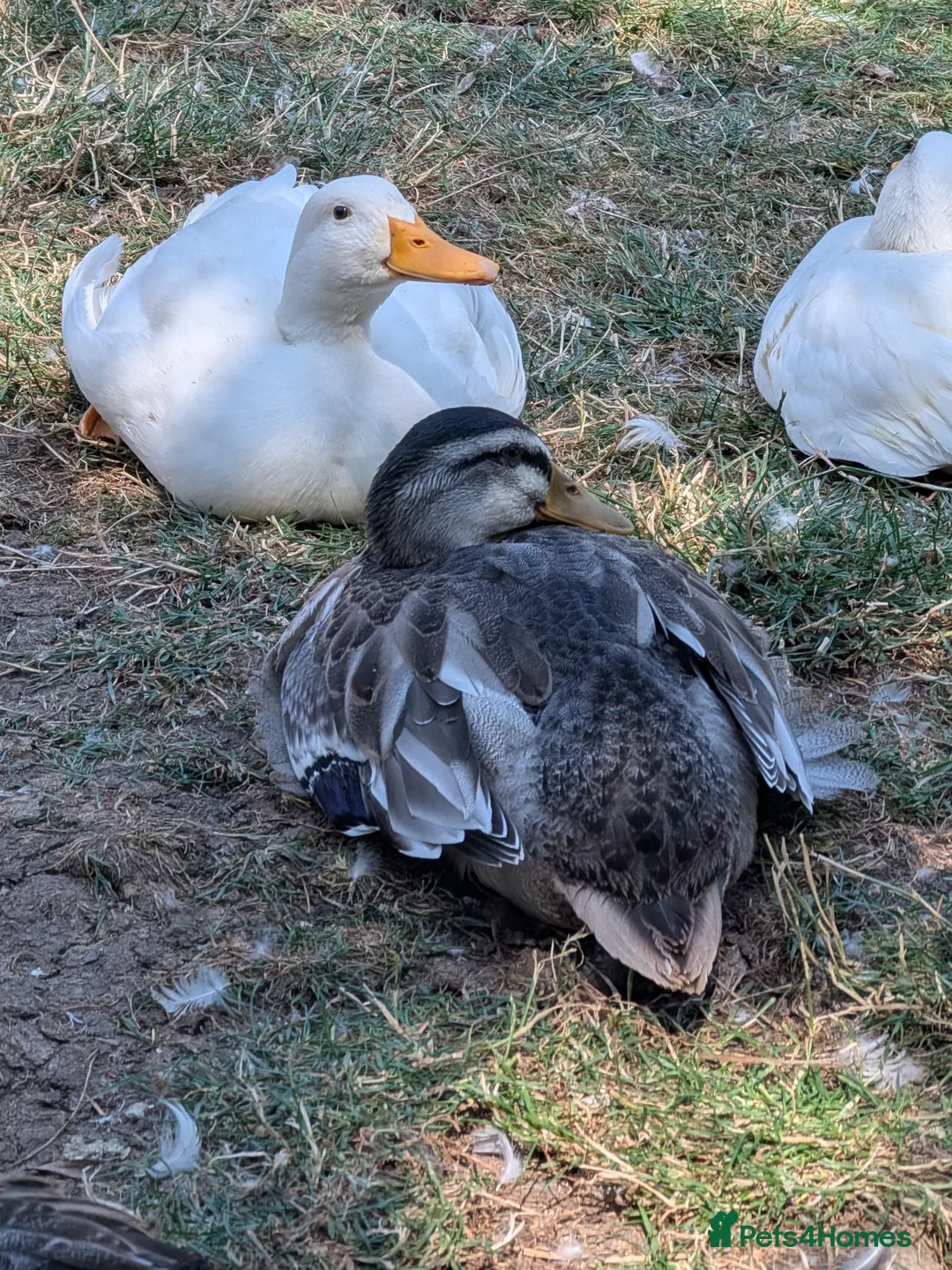 Ducks poultry for sale: Miniature silver appleyards  - Advert 1