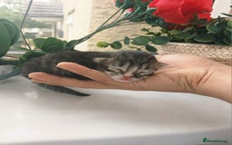 Russian Blue cats for sale: Russain blue x Maine coon Kittens for Sale - Image 4