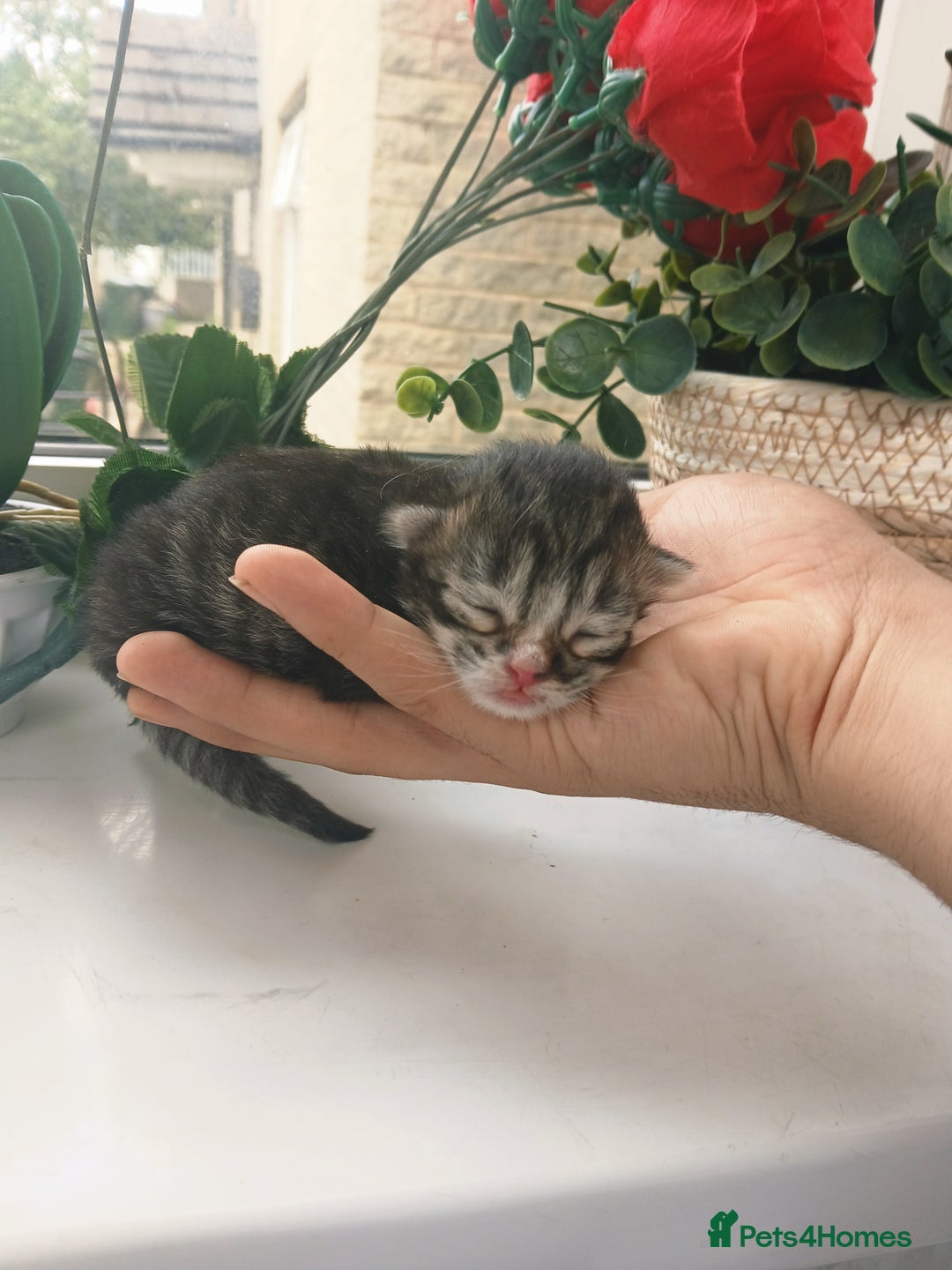 Russian Blue cats for sale: Russain blue x Maine coon Kittens for Sale - Image 4