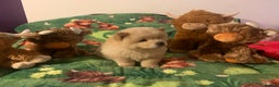Chow Chow dogs for sale: One last little girl Daisy still available  - Advert 11