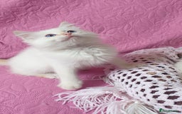 Ragdoll cats for sale: 💗Beautiful GCCF Registered Ragdoll Kittens. - Image 8