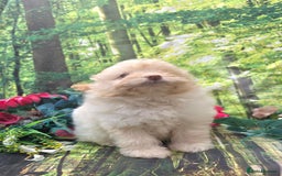 Pomapoo dogs for sale: 🩷ROSIE AND JIM💙 F1 POMAPOO BABIES - Image 12