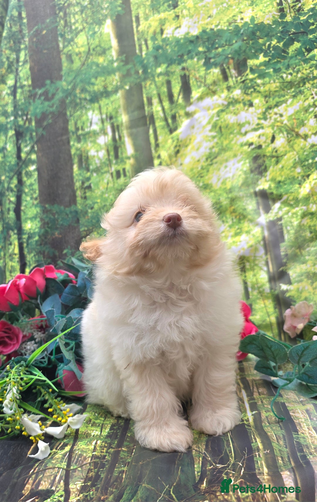 Pomapoo dogs for sale: 🩷ROSIE AND JIM💙 F1 POMAPOO BABIES - Image 12