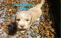 Lagotto Romagnolo dogs for sale: Stunning Litter of Pedigree Lagotto Romagnolo Pups - Image 4