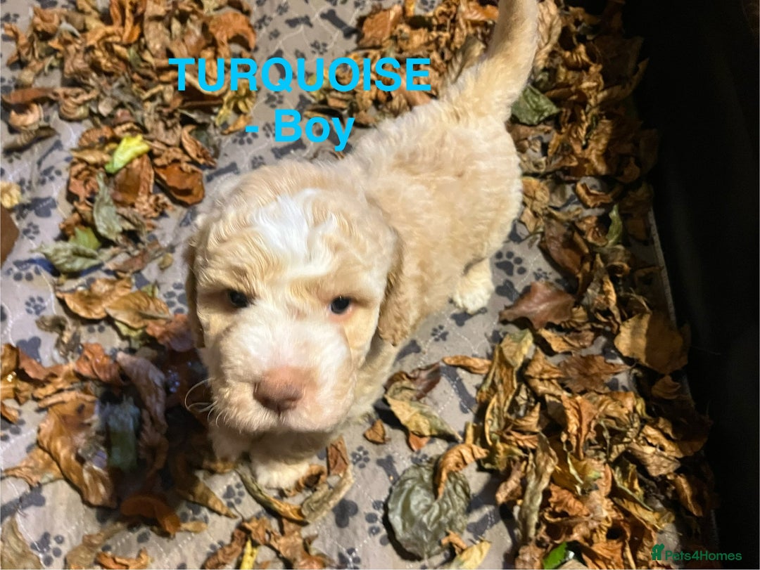 Lagotto Romagnolo dogs for sale: Stunning Litter of Pedigree Lagotto Romagnolo Pups - Image 4