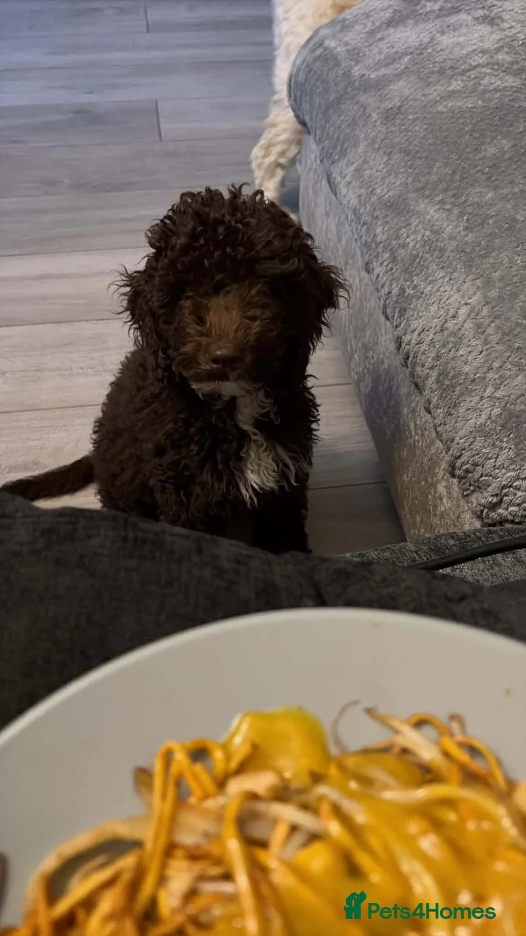 Mixed Breed dogs for sale: Cockerpoo puppy  - Advert 2