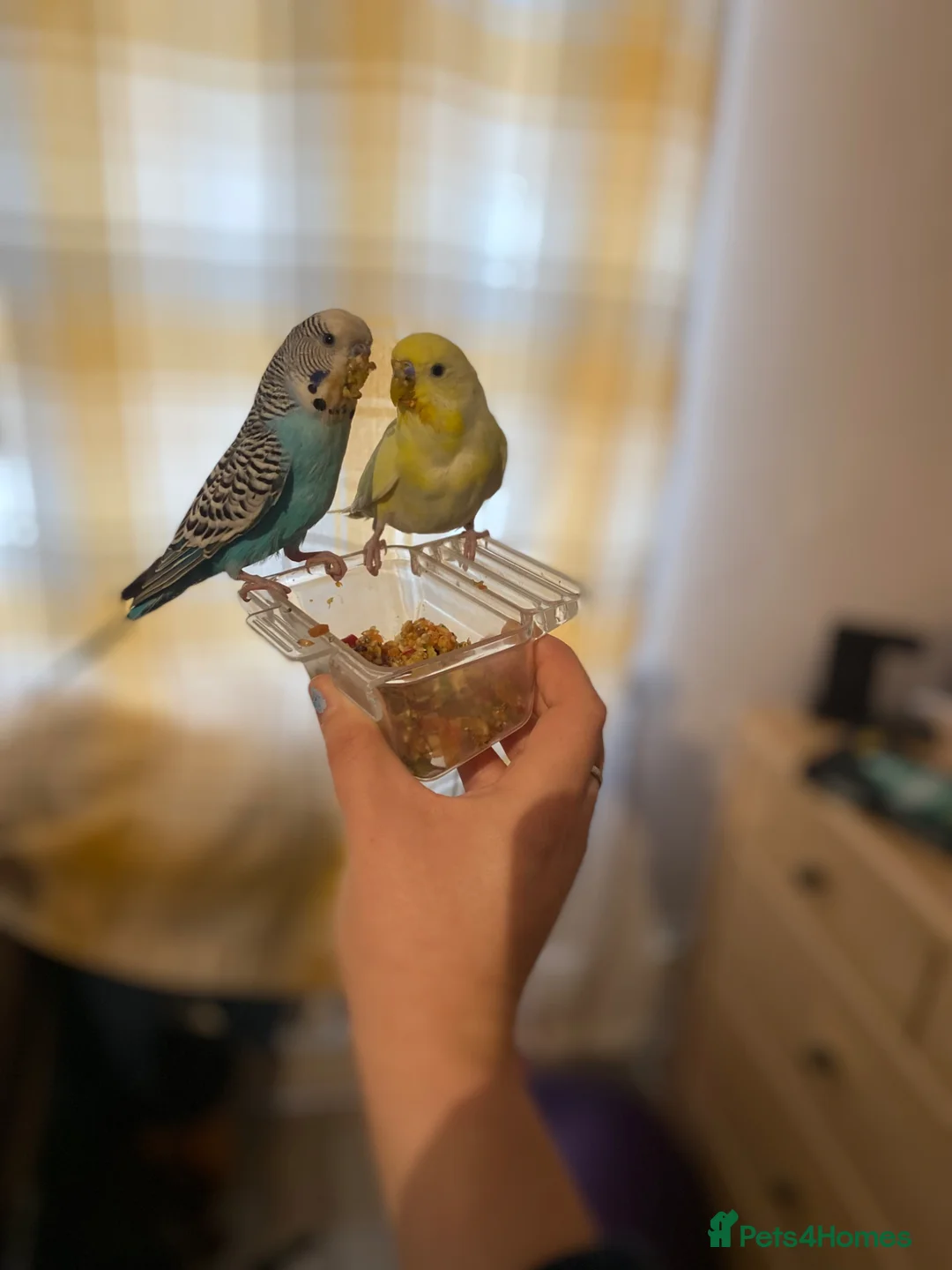 Budgerigars birds for sale: 2 male budgies  in Manchester - Advert 10