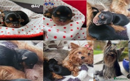 Yorkshire Terrier dogs for sale:  Yorkshire terriers🐶Kc.reg.💙1 BOY available 🧡💚 - Image 5