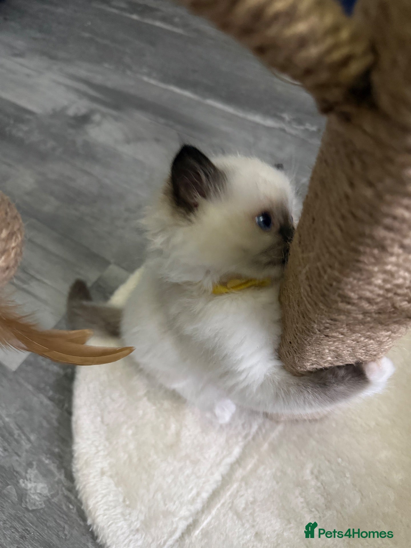 Ragdoll cats Ragdoll - Advert 18