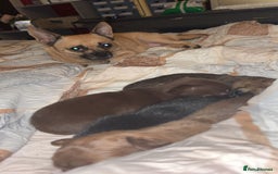 Mixed Breed dogs for sale: Chihuahua x pups  - Image 1