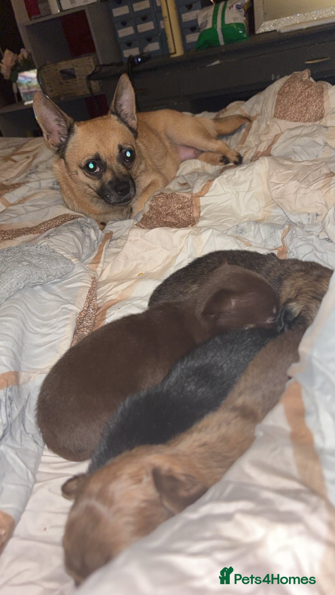 Mixed Breed dogs for sale: Chihuahua x pups  - Image 1
