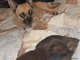 Mixed Breed dogs - Advert 10