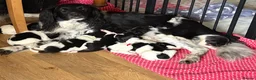 English Springer Spaniel dogs for sale: English springer spaniel puppies - Advert 1