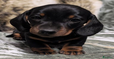 Miniature Dachshund dogs - Advert 7