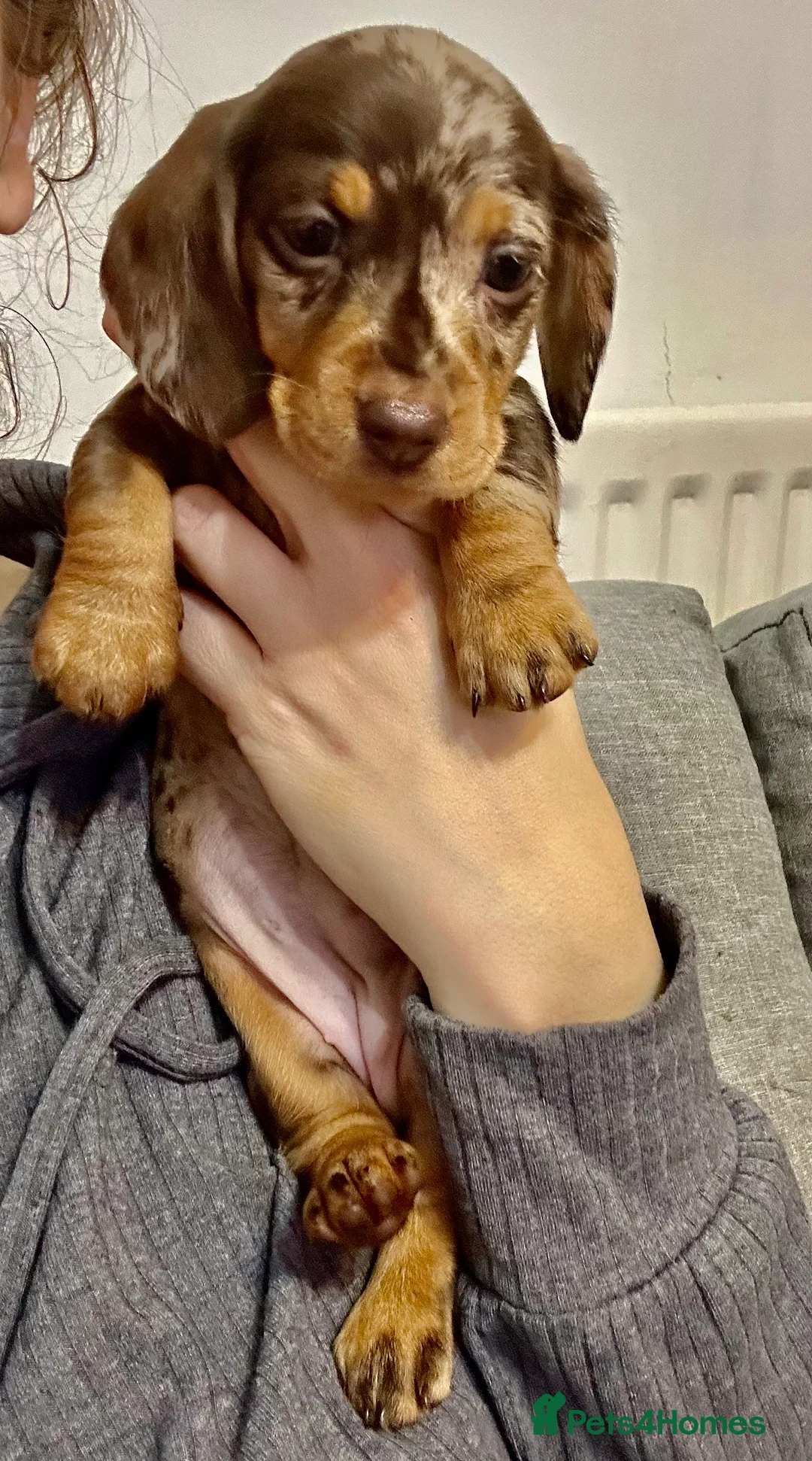 Dachshund dogs for sale: Dachshund Puppies  Chocolate dapple - Advert 1