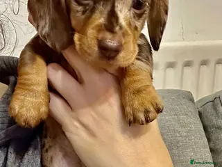 Dachshund dogs Dachshund Puppies Chocolate dapple - Advert 4