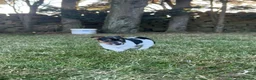 Jack Russell dogs for sale: Jack Russell puppies  - Advert 10
