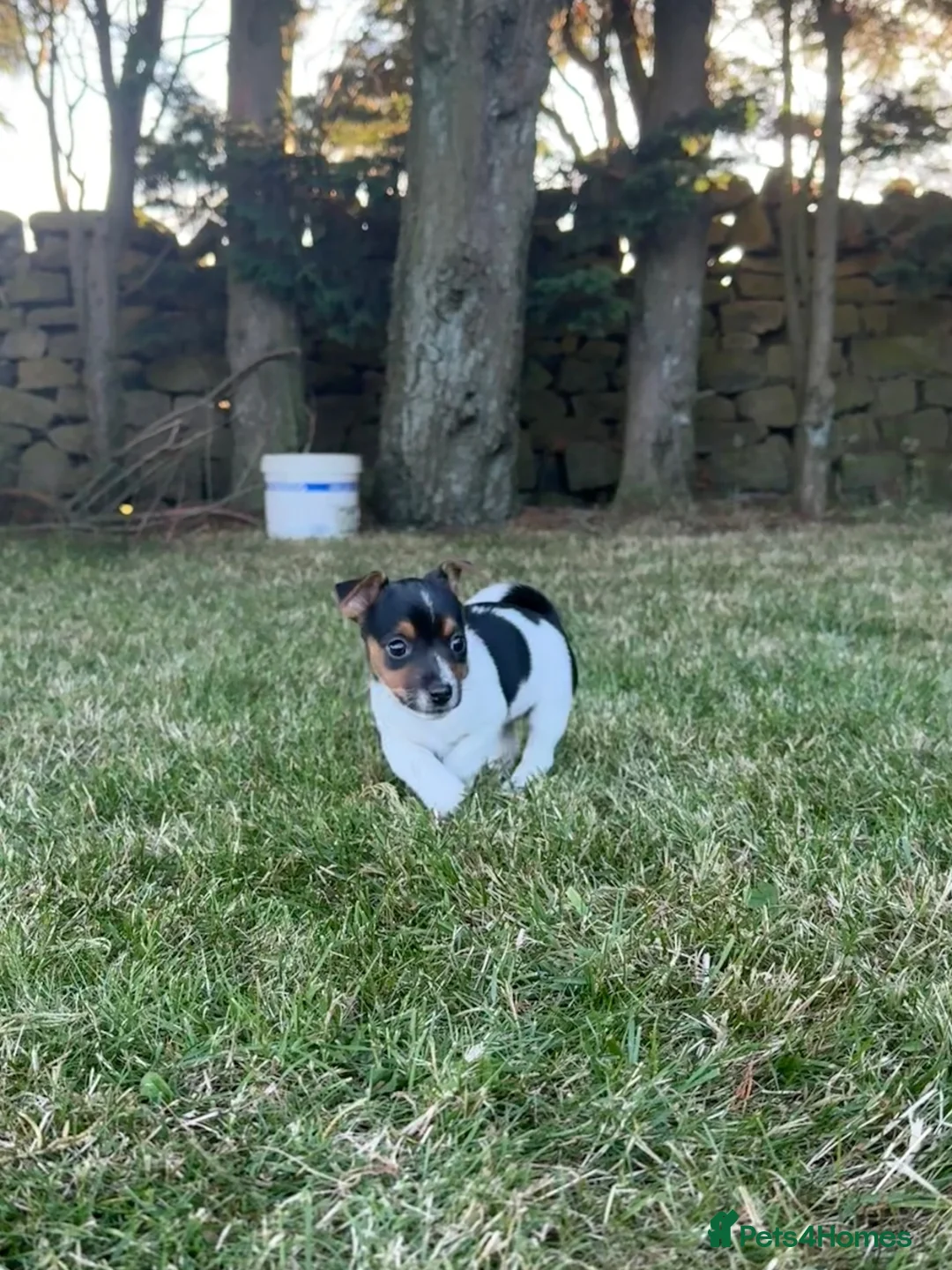 Jack Russell dogs for sale: Jack Russell puppies  - Advert 10