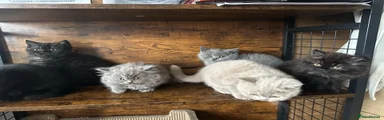 British Shorthair 2