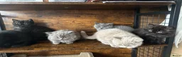 British Shorthair cats for sale: British Shorthair KITTENS  - Advert 19