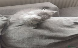 Persian cats for sale: Beautiful  silver shaded chinchilla Persian x bsh - Image 18