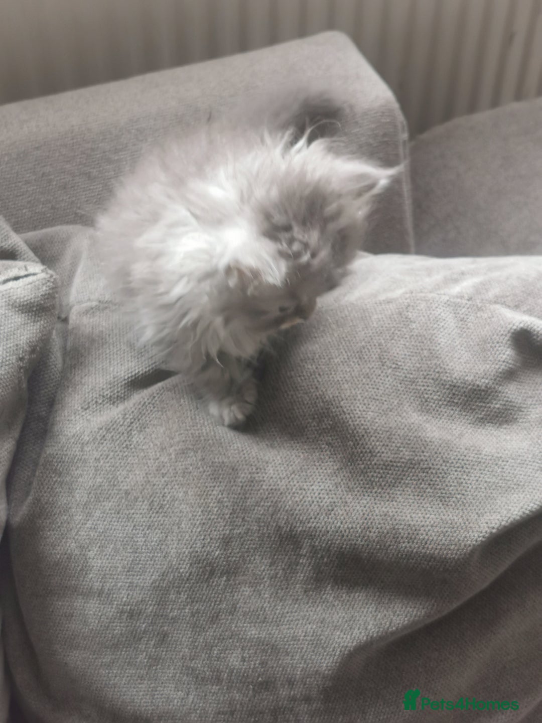 Persian cats for sale: Beautiful  silver shaded chinchilla Persian x bsh - Image 18