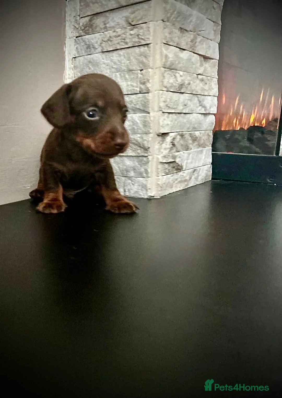 Miniature Dachshund dogs for sale: Beautiful miniature dachshund PRA clear boys  - Advert 2