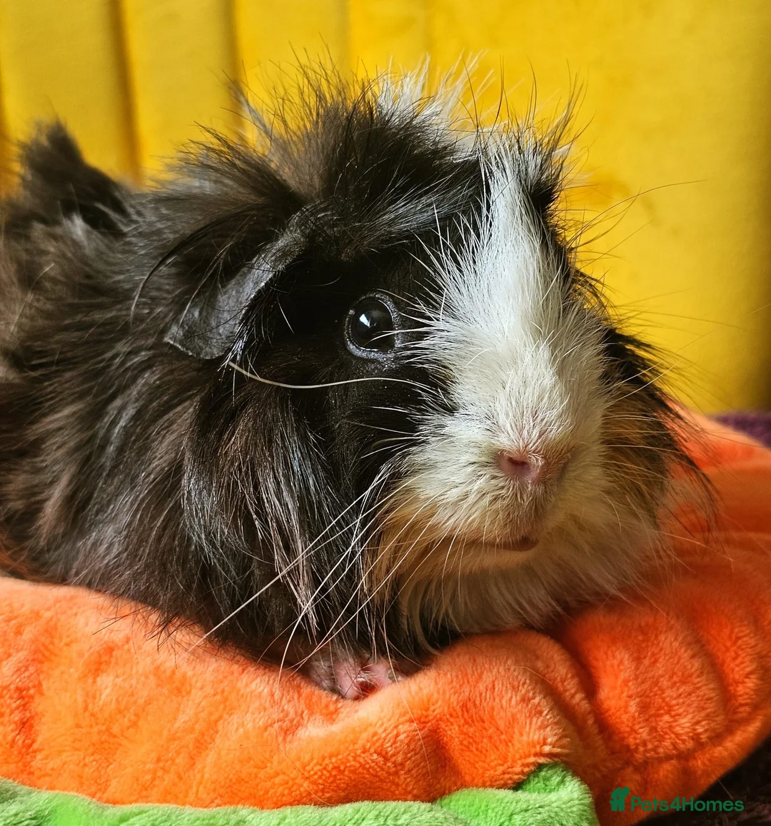Guinea Pig rodents for sale: 2 Bonded Male Guinea Pigs looking for forever home - Advert 7