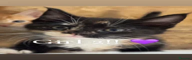 Maine Coon 5