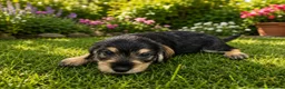 Mixed Breed dogs for sale: beautiful schnauzer cross cocker spaniels  in Wimborne - Advert 6