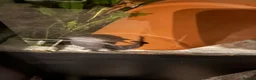 Axolotl reptiles for sale: Axolotls for sale in Keighley - Advert 4