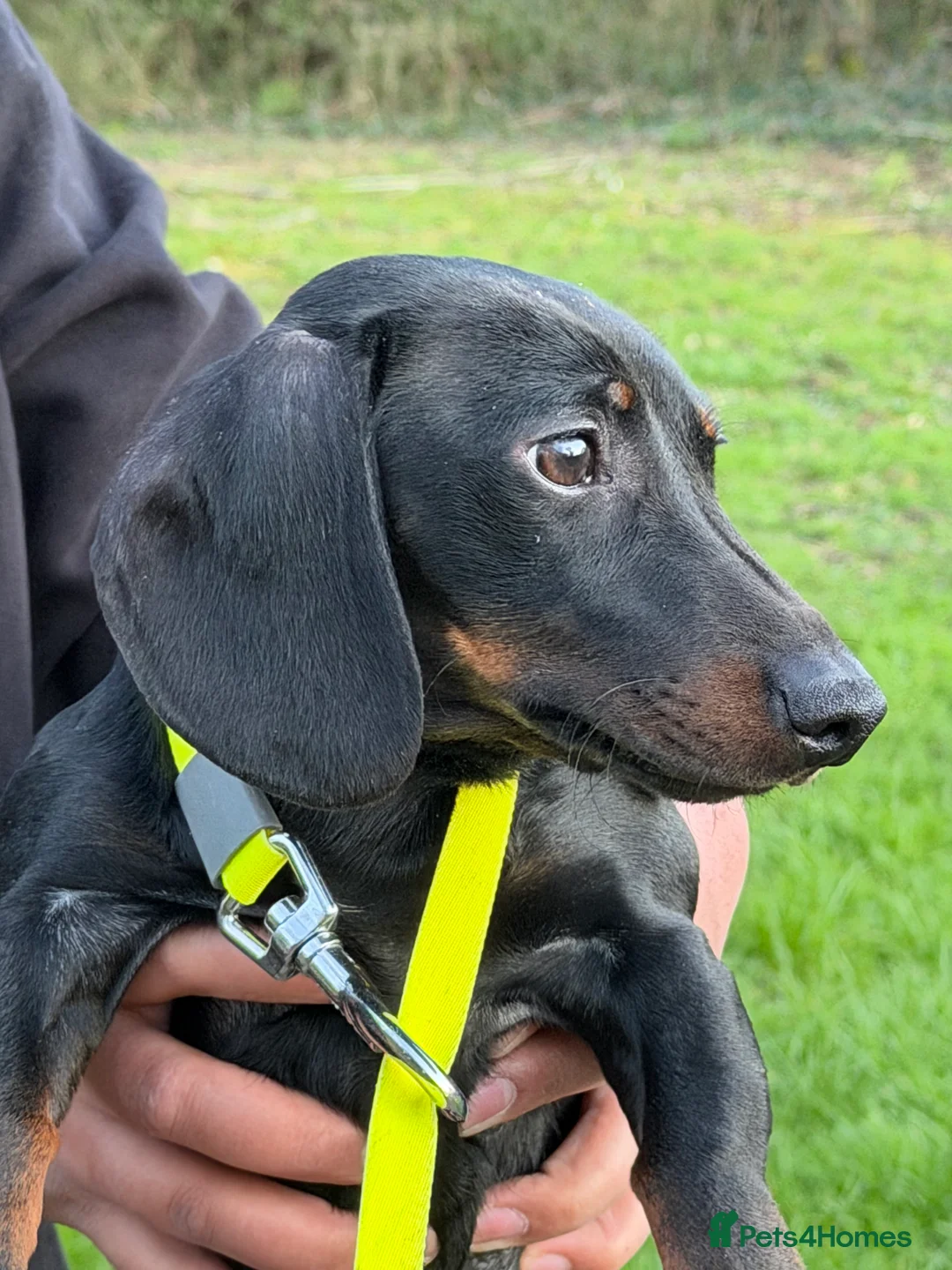 Miniature Dachshund dogs for sale: Female Miniature Daschund in Leicester - Advert 2