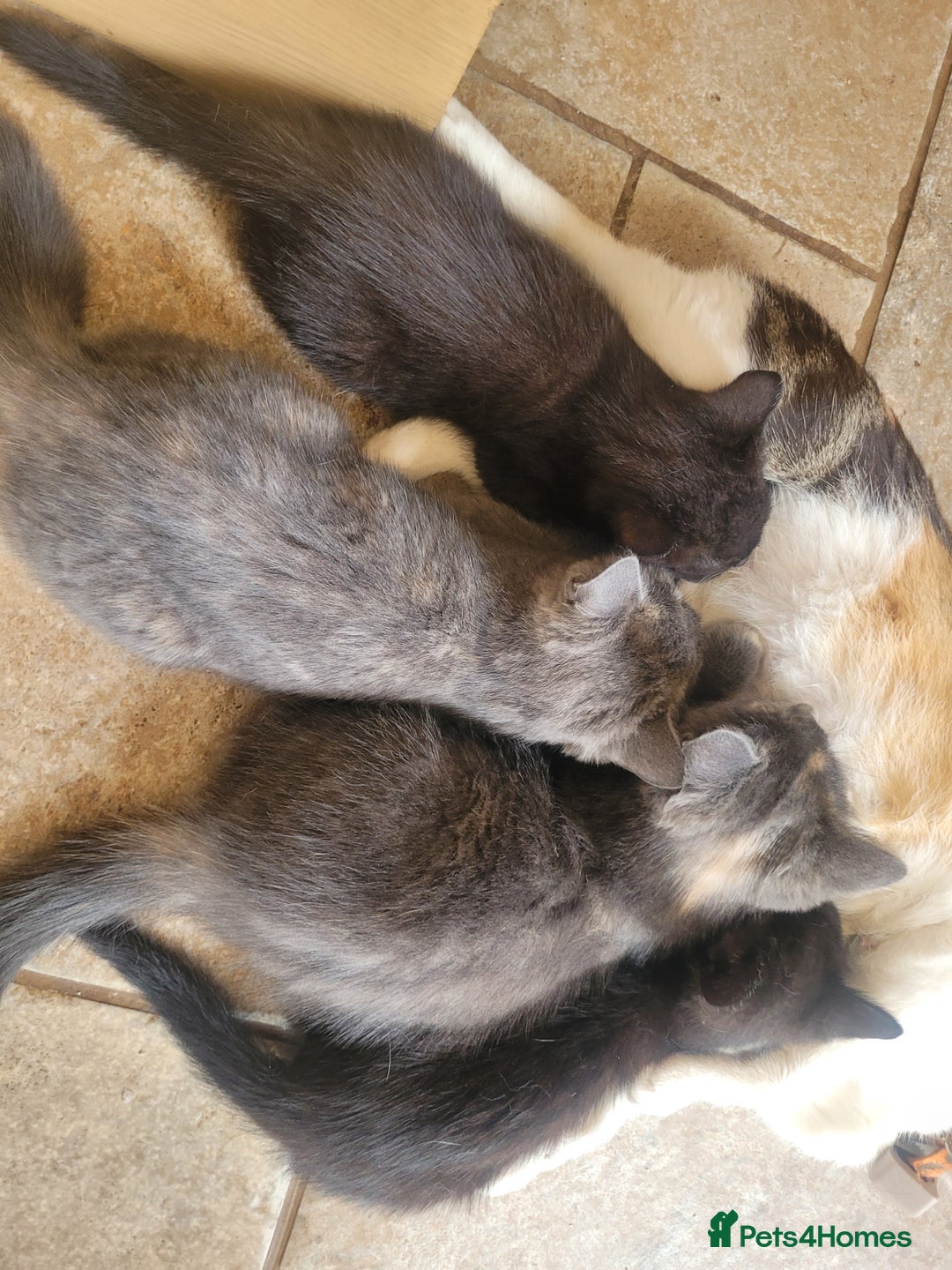 Mixed Breed cats for sale: Gorgeous kittens ready for forever homes - Image 6