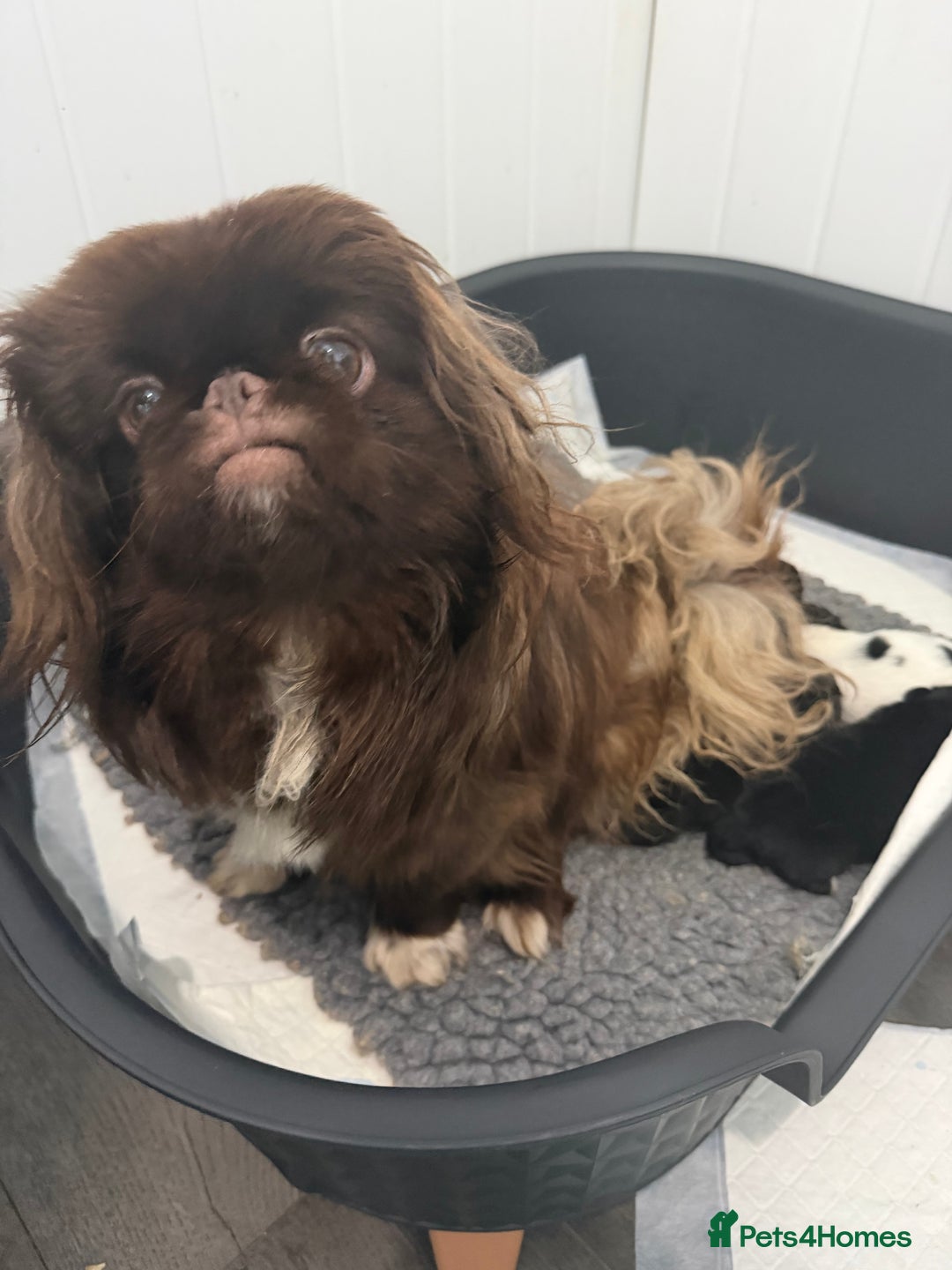 Pekingese dogs for sale: Adorable Pekingese puppies - Advert 6