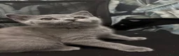 British Shorthair cats for sale: Blue Male British ShortHair  - Advert 4