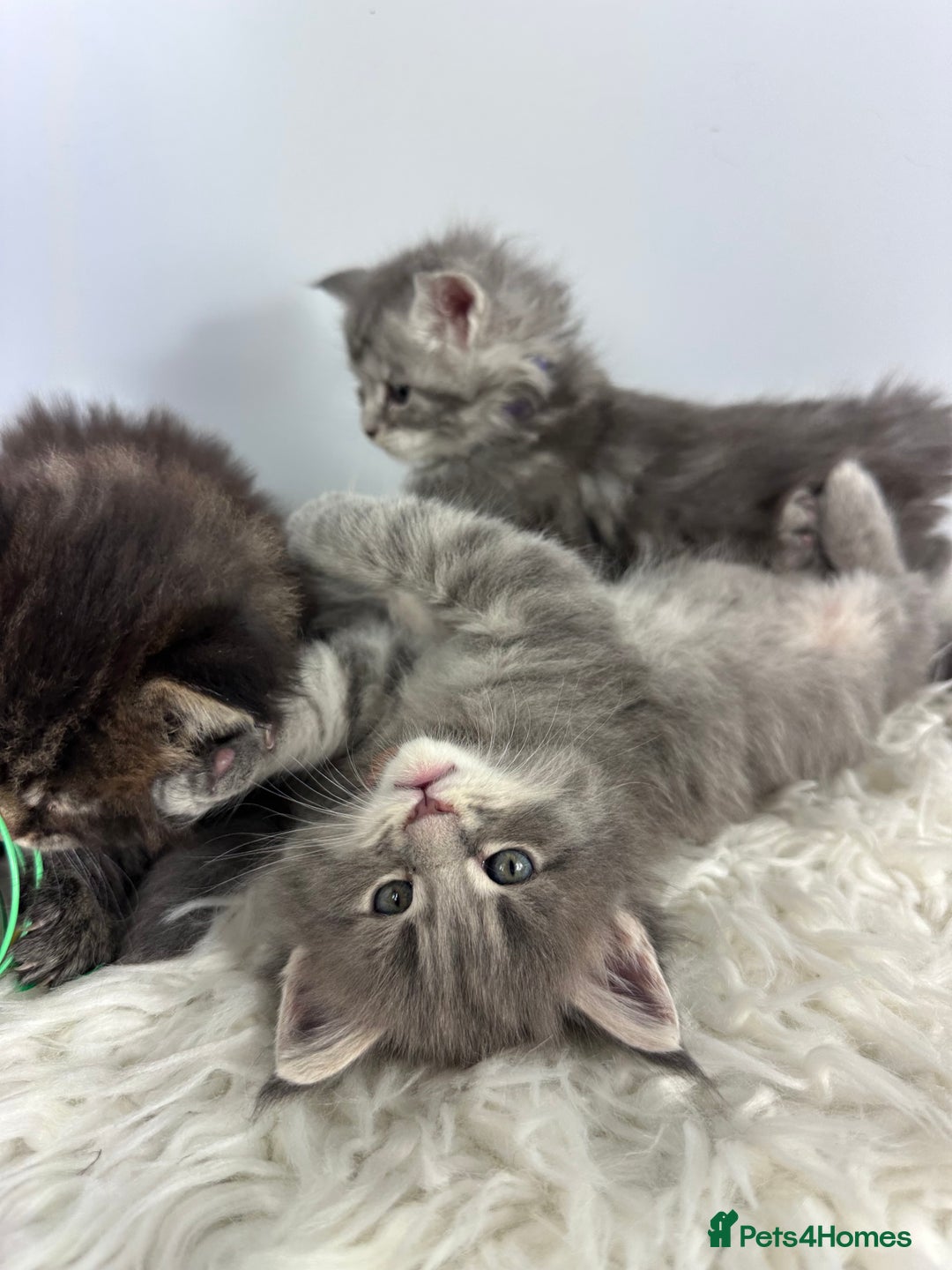 Maine Coon cats for sale: 6 Gorgeous Pure Breed Maine Coon Kittens - Advert 20