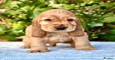 Cocker Spaniel dogs - Advert 6