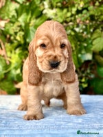 Cocker Spaniel dogs - Advert 6