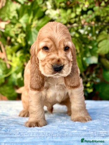 Cocker Spaniel dogs - Advert 3