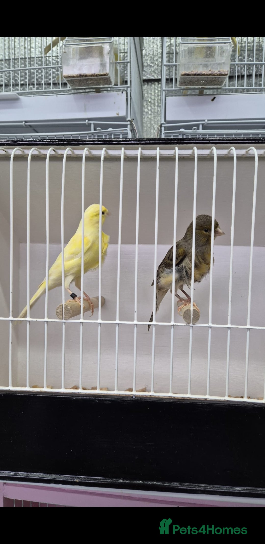 Canaries birds for sale: Canaries for sale - Advert 3