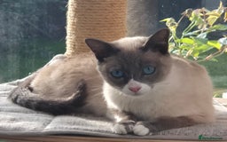 Snowshoe cats for sale: Stunning pedigree blue point Snowshoe kittens  - Image 16
