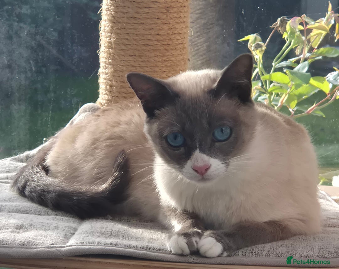 Snowshoe cats for sale: Stunning pedigree blue point Snowshoe kittens  - Image 16