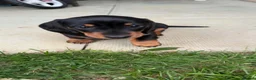 Miniature Dachshund dogs for sale: Miniature short haired Dachshund Puppy’s - Advert 9