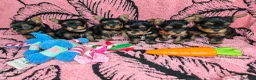 Yorkshire Terrier dogs for sale: Beautiful Yorkies for sale - Advert 1